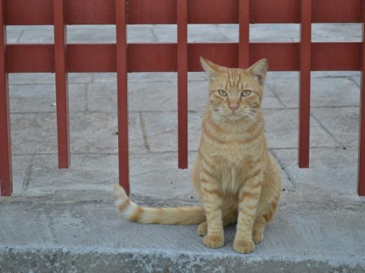宠物猫图片素材