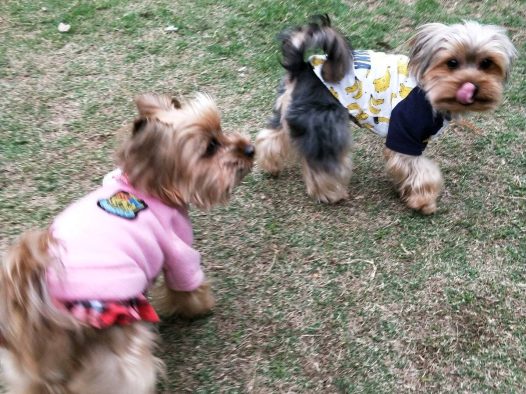 两岁时的菲菲生下了四个儿子，一年多后绝育了。 绝育之前~它是不怎么爱玩的，出门总是要家人抱抱，撅睡懒得动，也不许别人靠近，警觉，一般人是摸不到它的。 绝育后，现在快四岁的它反而每天玩的很疯，常常带头疯跑，变的开朗好动，还主动到熟悉的人身边求摸摸求挠挠。不是亲眼目睹真是不敢相信它完全是换了一个汪。 这绝育前后的质变让家人从顾虑变得由衷的欣慰与开心。愿我们的毛孩子们都能快乐健康的成长。让它们短暂的一生在关爱和快乐中度过。