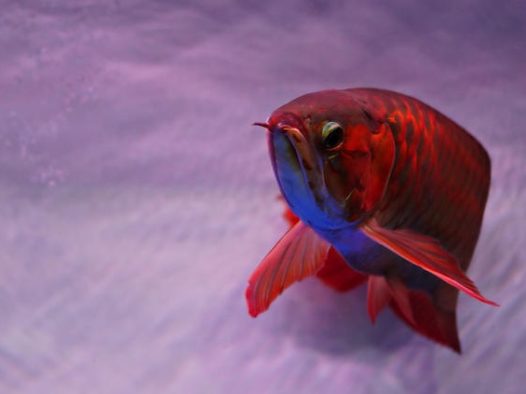 水族馆血红龙鱼摄影图片