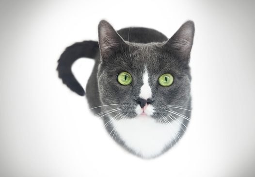 灰色风格小黑猫图片