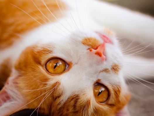 超萌超可爱虎斑猫图片