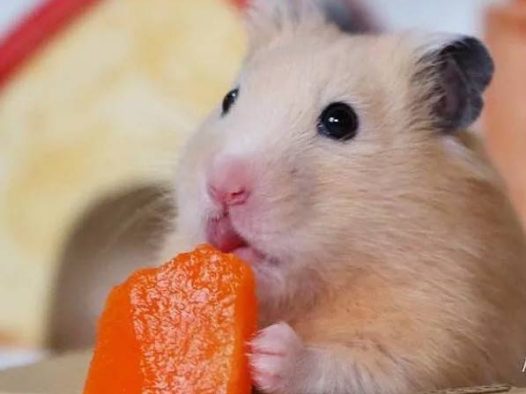 你有什么特长？仓鼠：我舌头特长