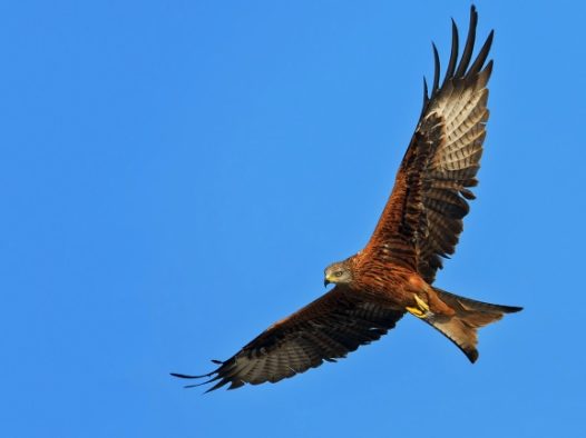 展翅高飞的雄鹰图片