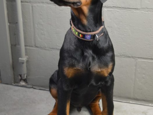 德国杜宾犬图片