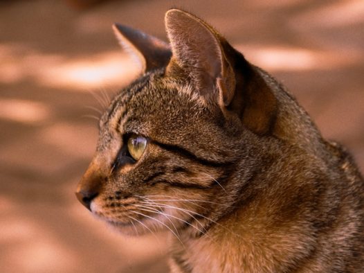 凝视远方的小猫侧颜摄影图片