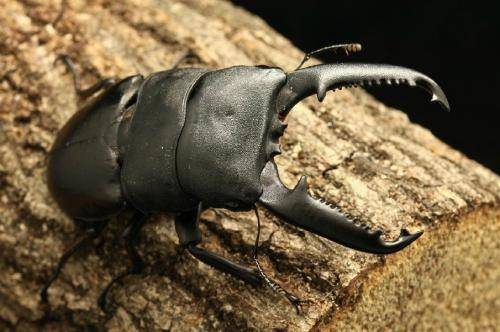 有谁敢把手放进去试一试