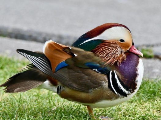 一只鸳鸯特写图片
