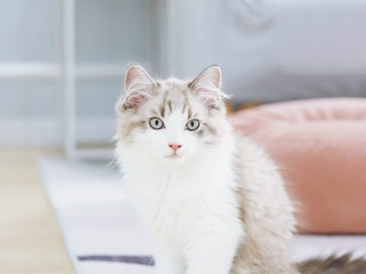 高级品种小猫图片