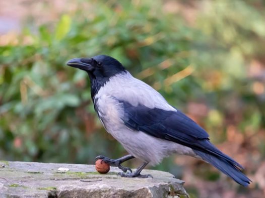 站在石头面上的乌鸦图片