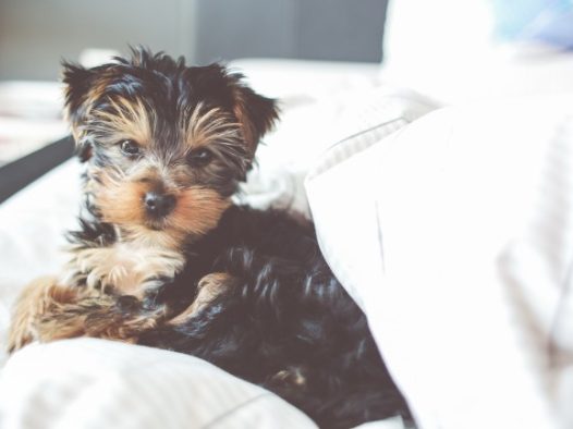 萌狗狗图片可爱