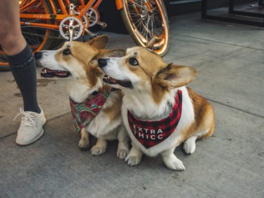 一对可爱柯基犬图片