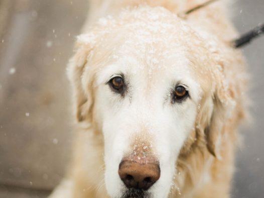 金毛巡回犬图片