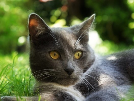 可爱的小猫写真图片