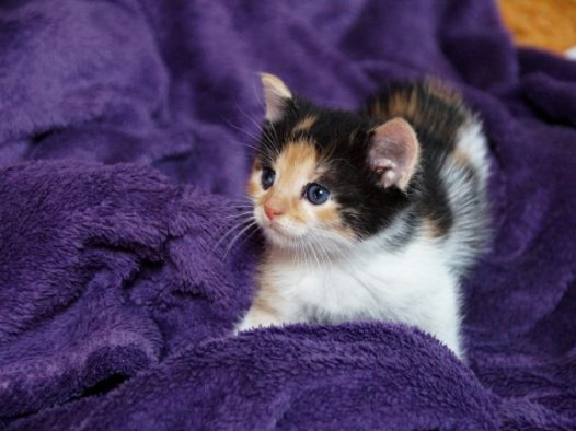 幼小宠物小猫图片
