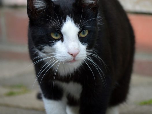 毛色黑白相间的小猫图片