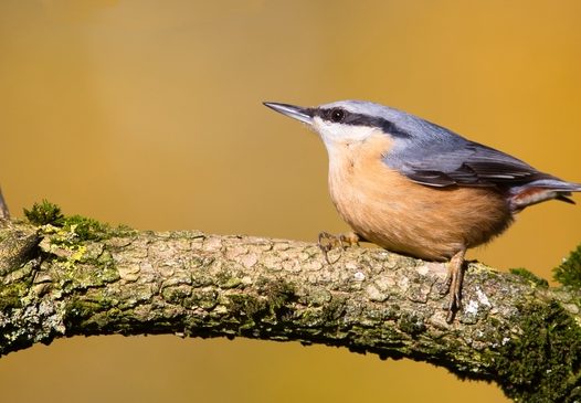 站在树干上的欧洲五子雀图片