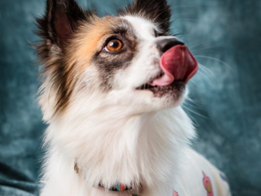 呆萌可爱蝴蝶犬图片