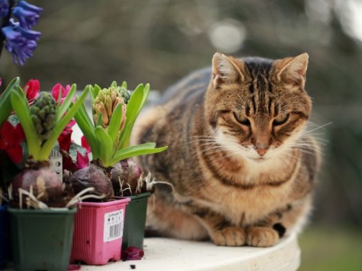 风信子盆栽小猫图片