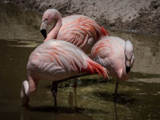 粉色火烈鸟图片