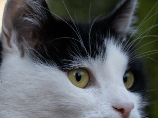 猫侧面头像特写图片