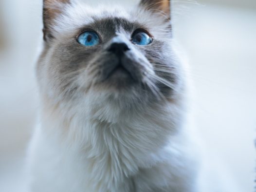 胖猫咪图片
