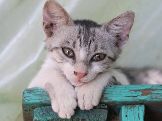 泪眼汪汪小猫咪图片