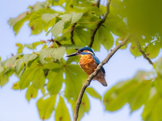 站长绿色树枝上的翠鸟图片
