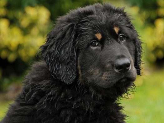 纯黑狗的品种图片