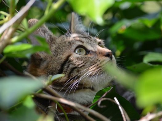 可爱大眼睛猫咪图片
