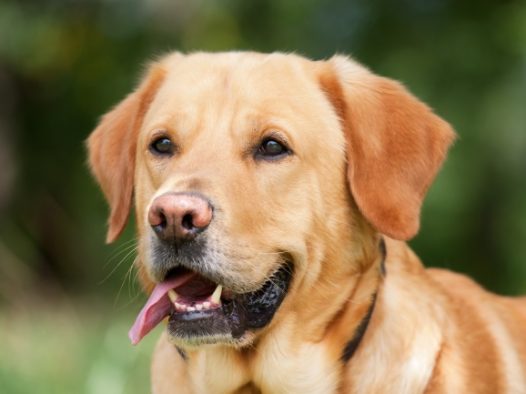 美国拉布拉多犬图片