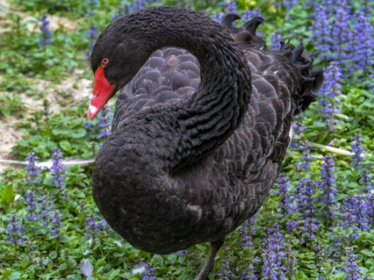 黑天鹅近景图片