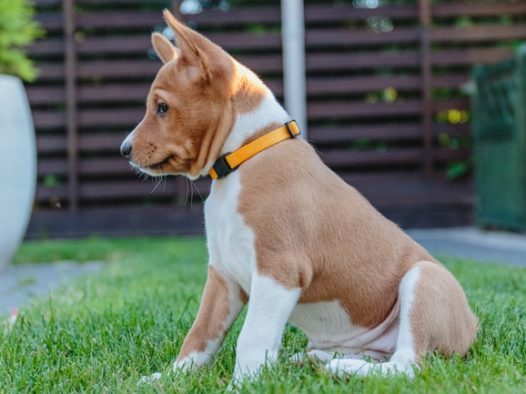 可爱巴辛吉犬图片