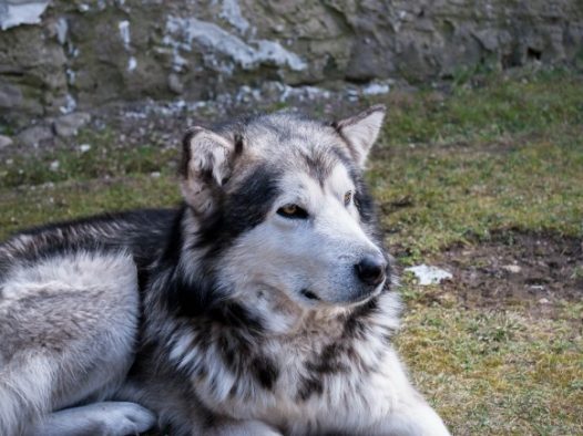 阿拉斯加雪橇犬成犬图片