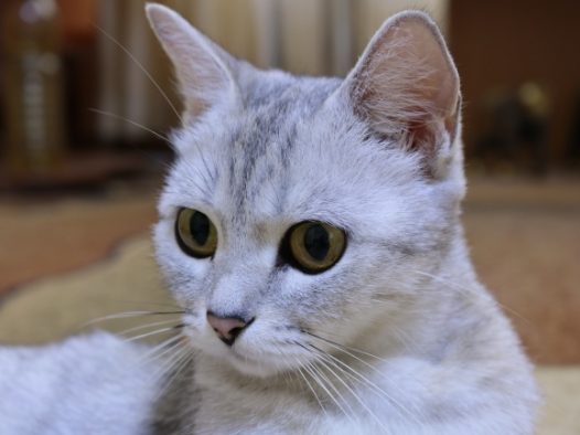 可爱白色短毛猫图片