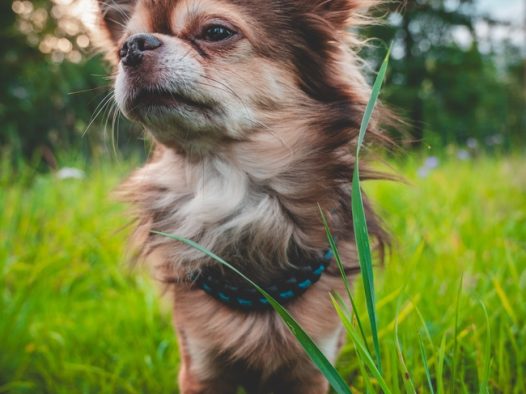 草地可爱奇瓦瓦狗摄影图片