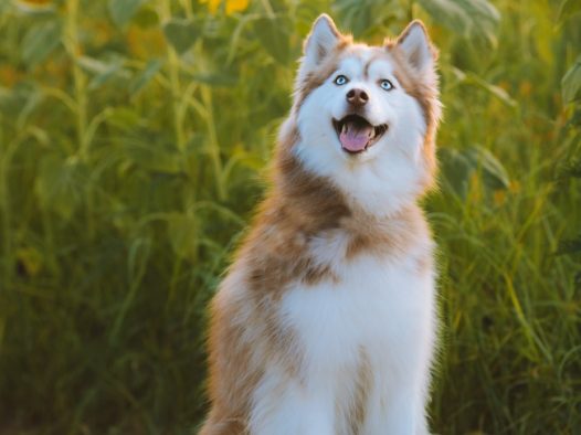 向日葵花海与狗狗图片