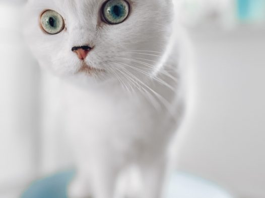 白色呆萌小猫咪图片