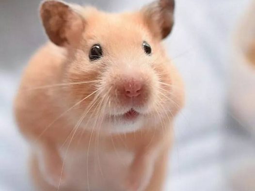 滴~您的仓鼠表情包已送达，请查看。在这个汪星人喵星人霸屏的年代小仓鼠很少被人注意，因为它实在太小了不过看了下面的图，相信你会被这个小东西萌化的 它们的表情超丰富der~简直可以往谐星发展了