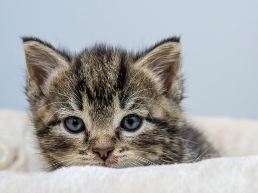 可爱狸花猫壁纸图片