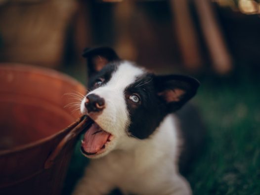 可爱卖萌哈士奇幼犬图片