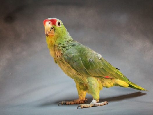红额金刚鹦鹉图片