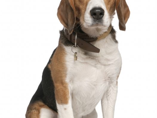 德国牧羊犬图片