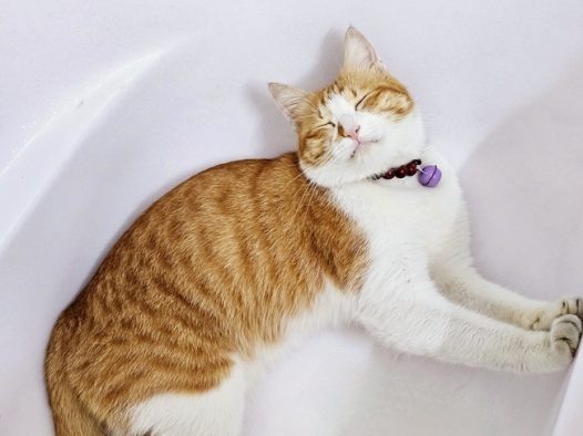 可爱小花猫萌宠写真摄影图片