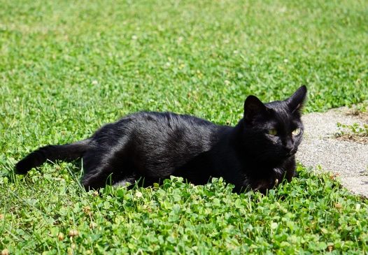 草地休息的黑猫图片