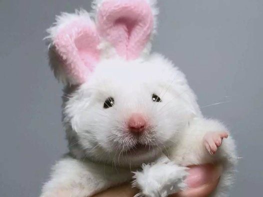 主人主人，你是不是更喜欢兔叽啊