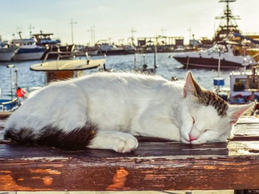 一只睡着的萌猫咪图片