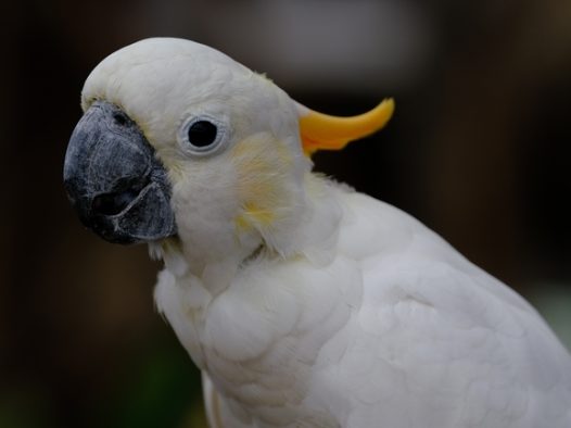 白色米切氏凤头鹦鹉摄影图片