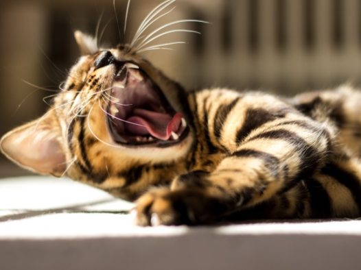 打哈欠的小猫图片