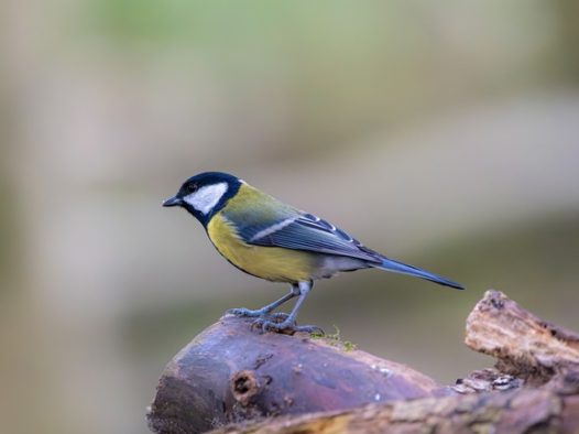 黄腹大山雀摄影图片
