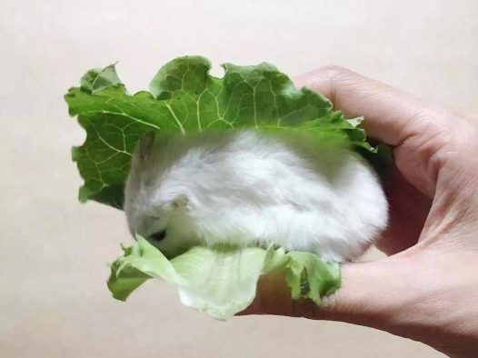 决定了,今天就吃生菜包肉吧!
